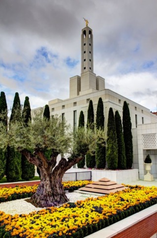 jardim do templo com uma árvore no meio do jardim com flores amarelas