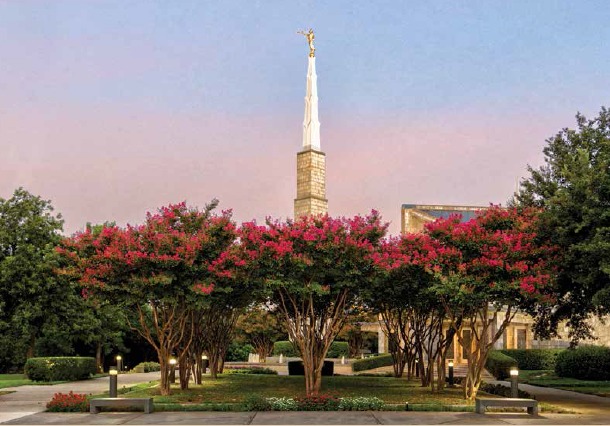 jardim do templo com muitas árvores, mas tresárvores centrais com flores cor de rosa em seu topo