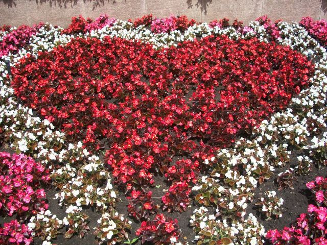flores do jardim do templo em formato de coração. No centro do coração cor vermelha, ao redor branco e rosa