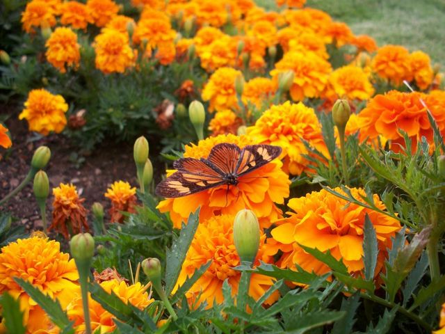 uma borboleta nas flores do jardim do templo