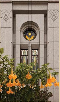 flores amarelas de frente com os vitrais do templo