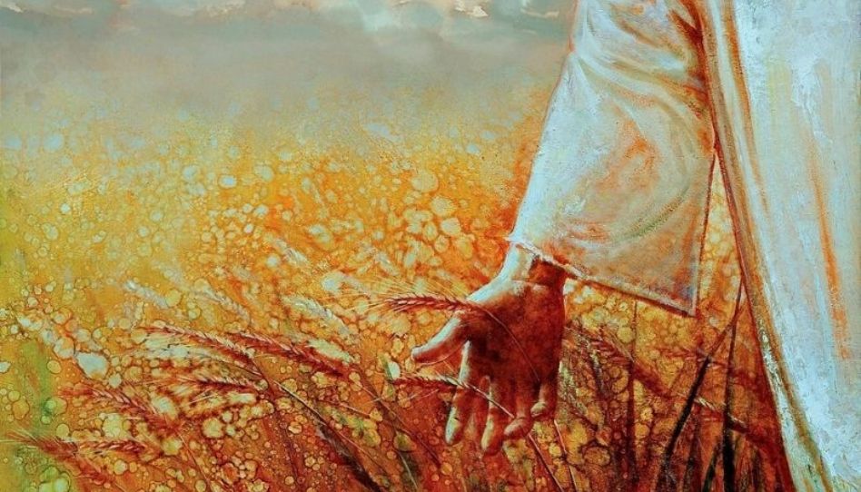 Mãos de Jesus Cristo tocando no trigo. 