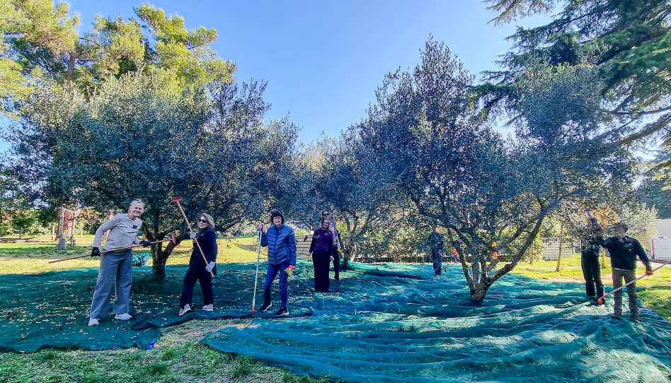 Missionários na Eslovênia dedicam dia de serviço inspirado na parábola da oliveira