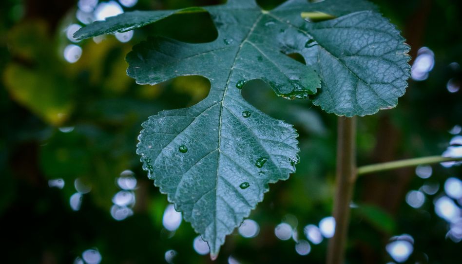 O que aprendemos sobre Deus ao estudar as vestimentas de Adão e Eva